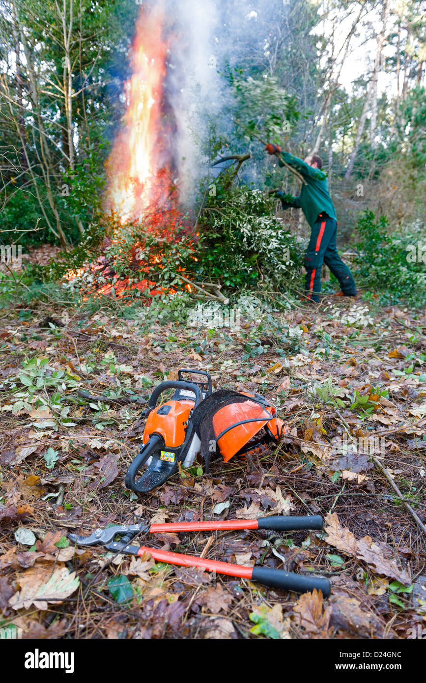 Woodland management of Holme Oak, Quercus ilex, cutting back and burning to allow growth of native trees Stock Photo