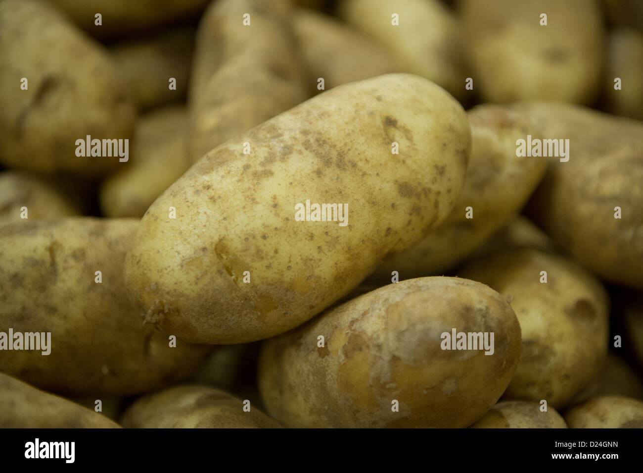 Potatoes on a potato farm  Stock Photo