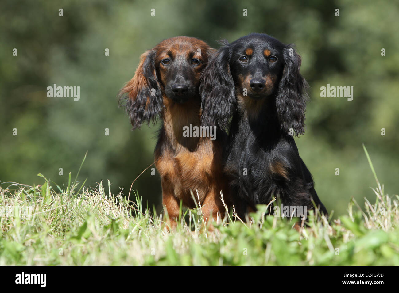 Dog Dachshund Dackel Teckel Longhaired Two Adults Different