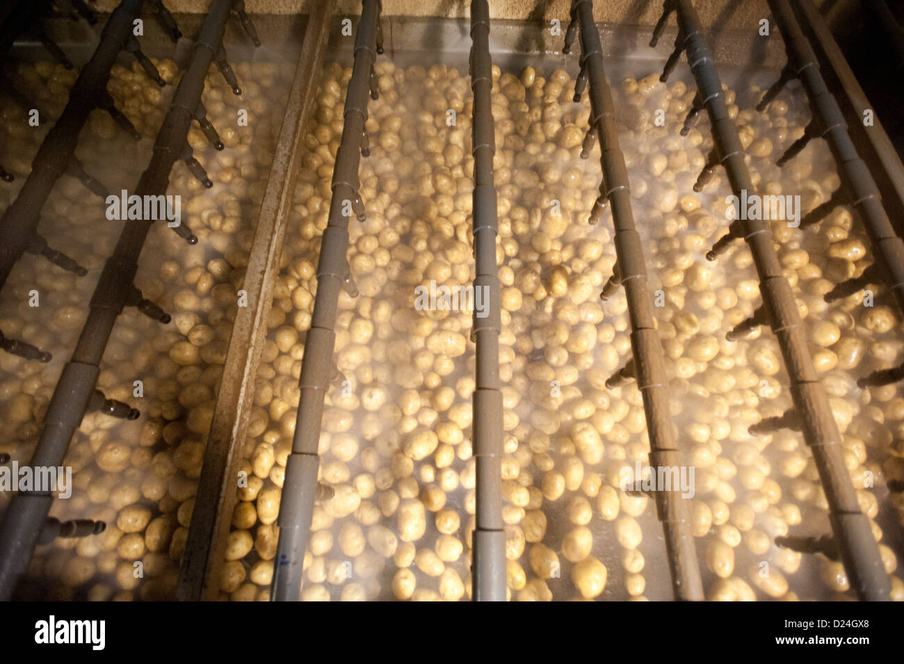 Potatoes on a potato farm  Stock Photo