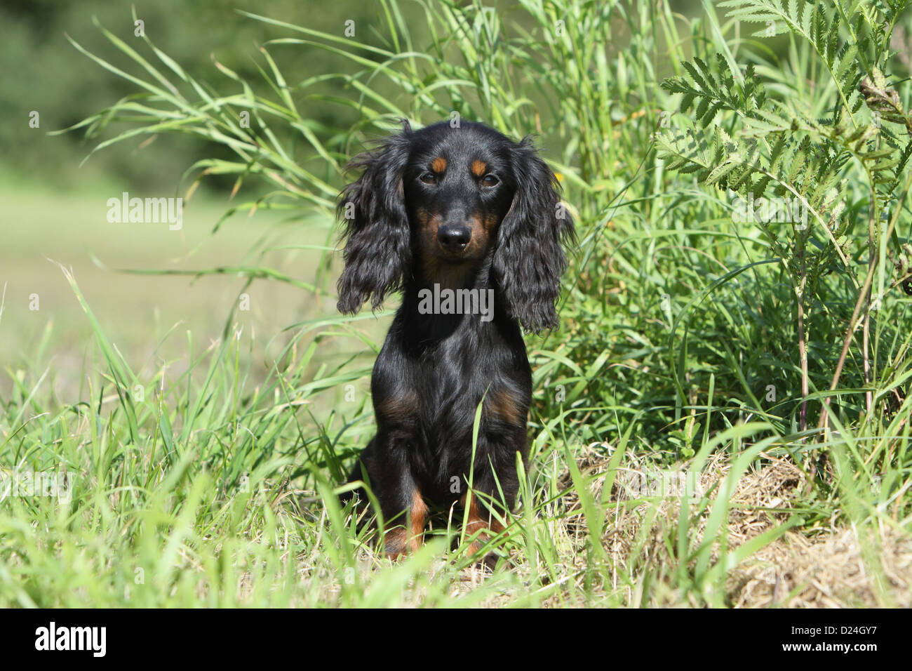 Dog Dachshund / Dackel / Teckel  longhaired adult (black and tan) sitting in a meadow Stock Photo