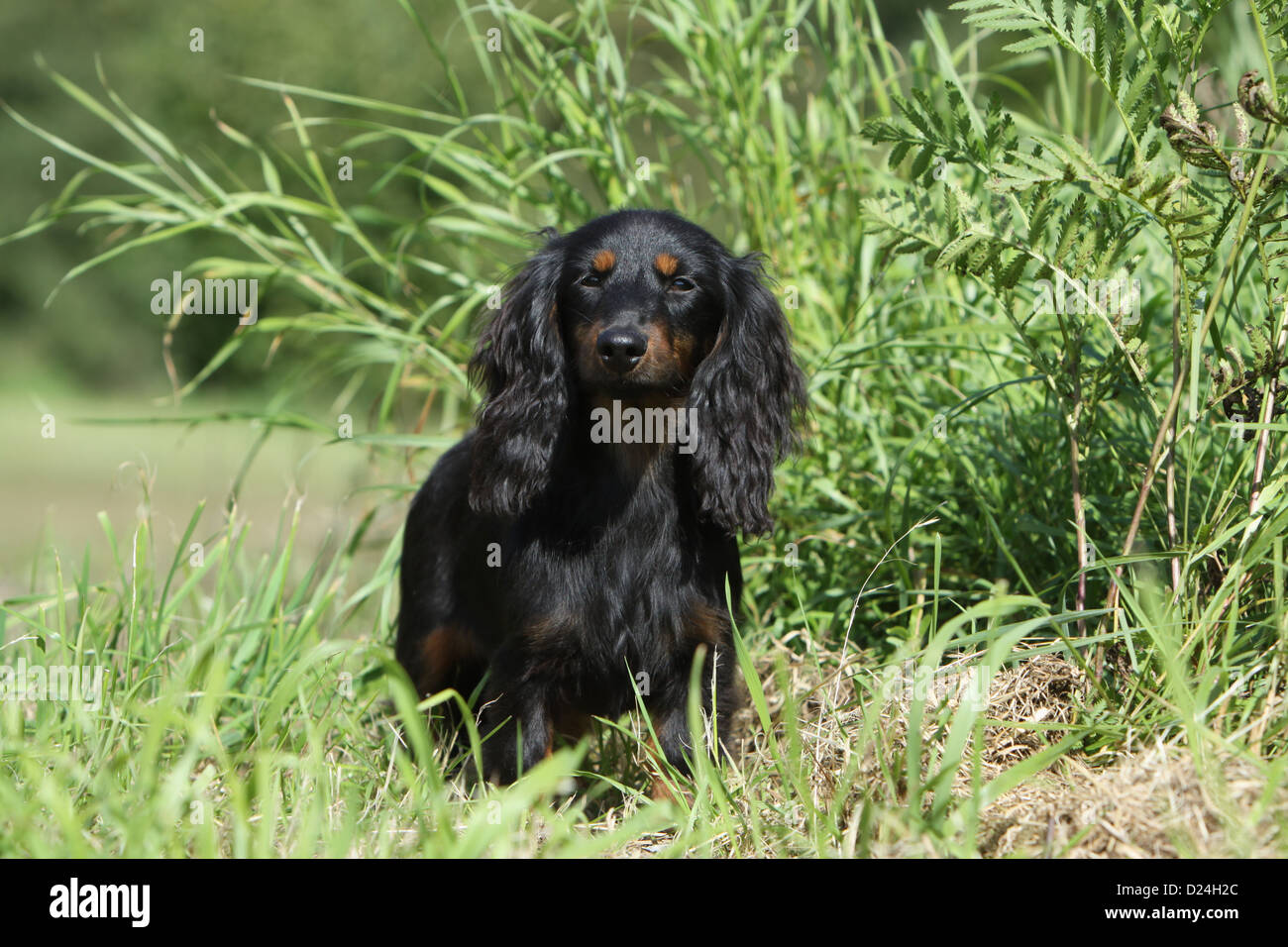 Dog Dachshund / Dackel / Teckel  longhaired adult (black and tan) standing in a meadow Stock Photo