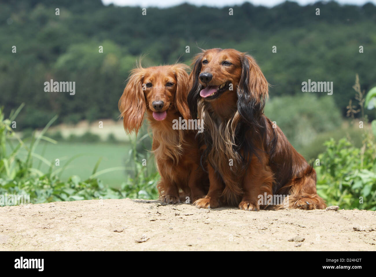 Dog Dachshund / Dackel / Teckel  longhaired two adults (red) sitting in a field Stock Photo