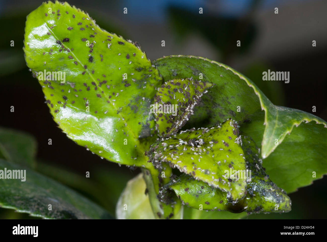 Blackfly infestation hi-res stock photography and images - Alamy