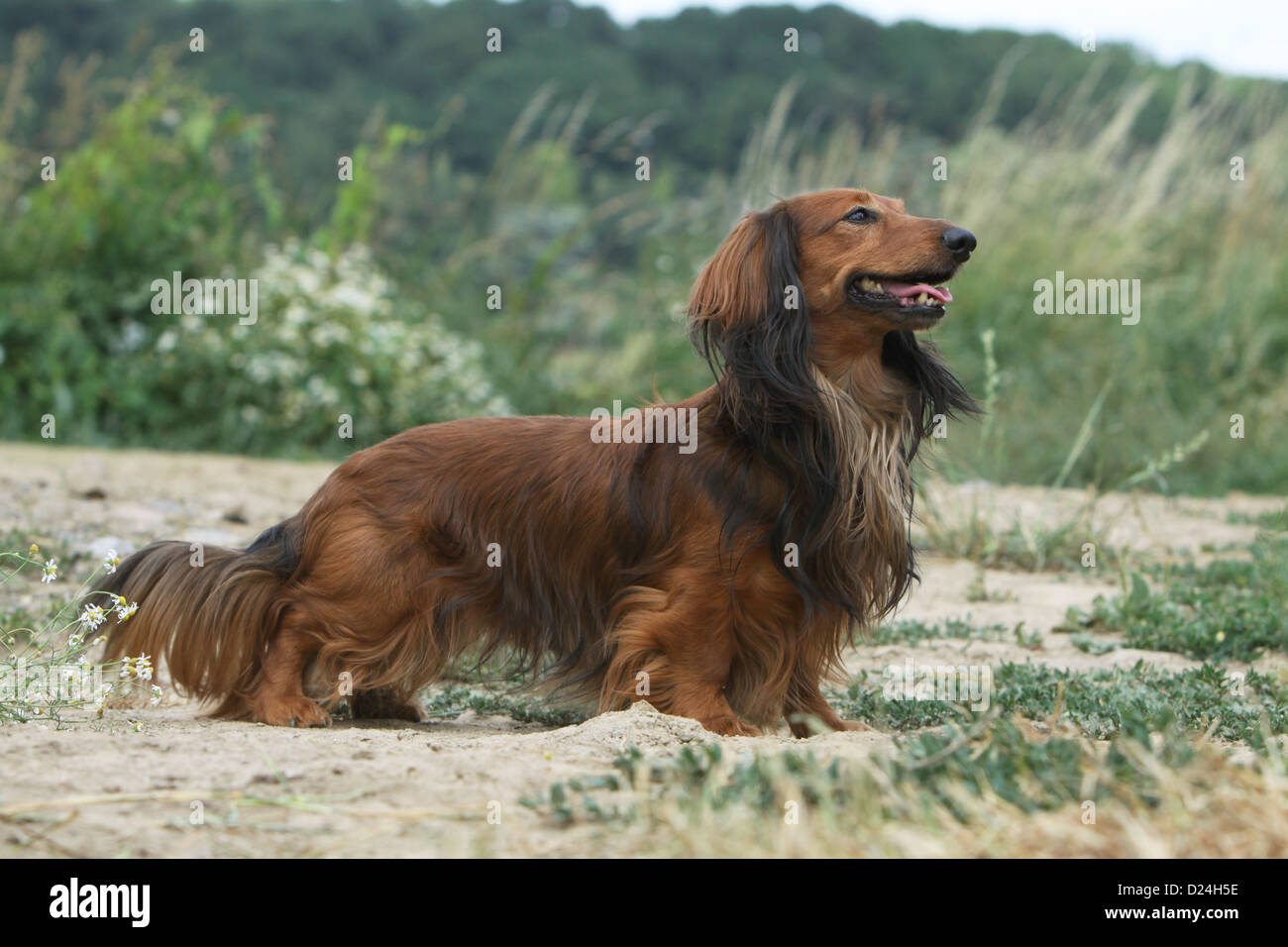 Dog Dachshund / Dackel / Teckel  longhaired adult (red) standard profile in a meadow Stock Photo