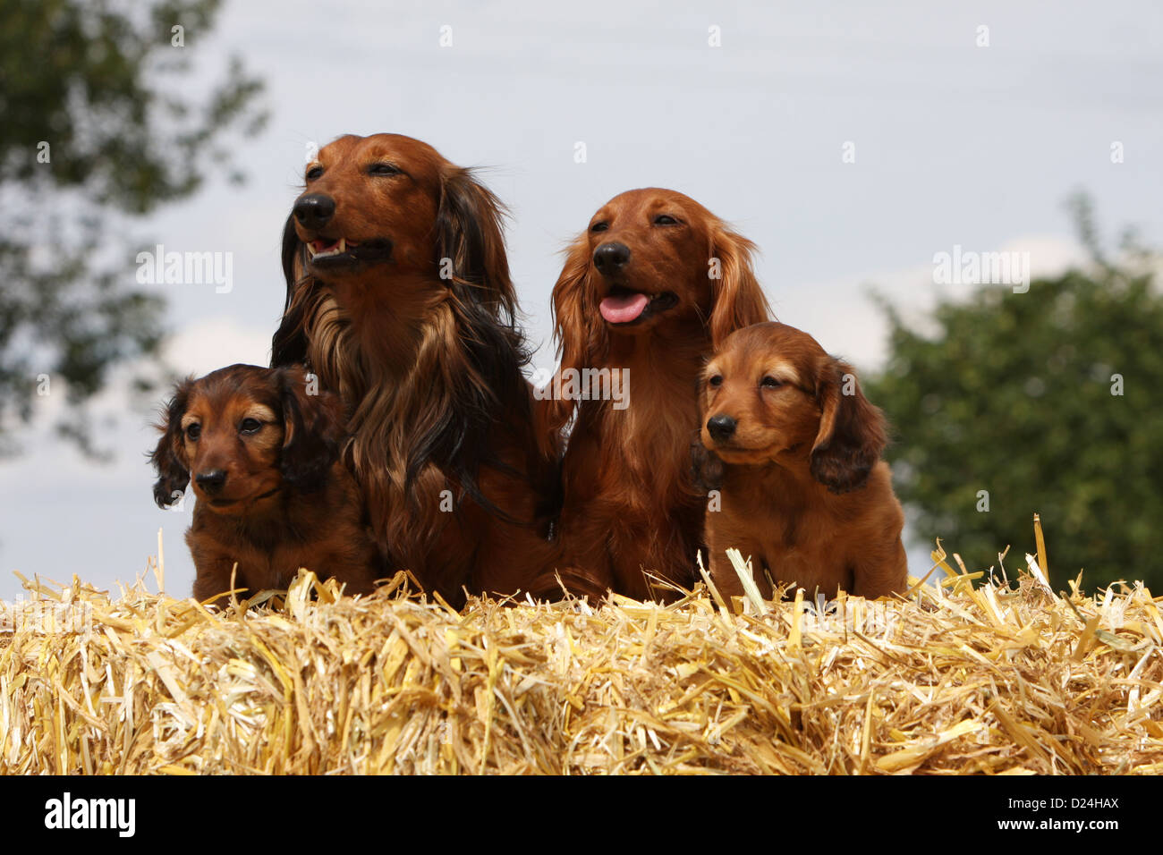 Dachshund Puppies Stock Photos Dachshund Puppies Stock Images