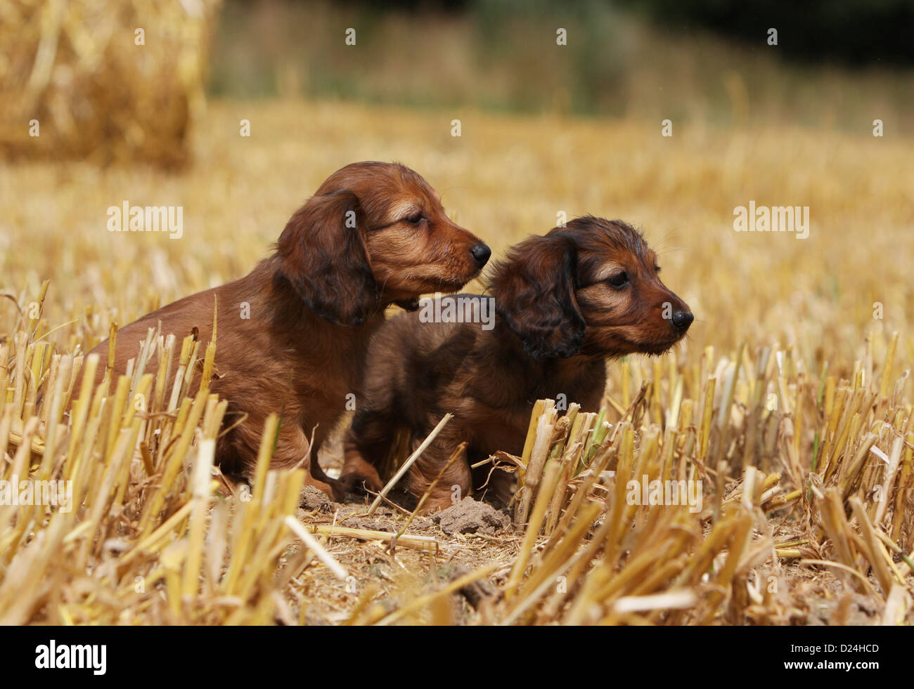 Dog Dachshund Dackel Teckel Longhaired Two Puppies Red