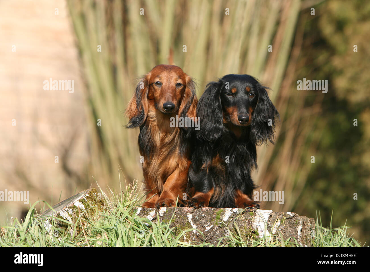 Dackels hi-res stock photography and images - Page 3 - Alamy