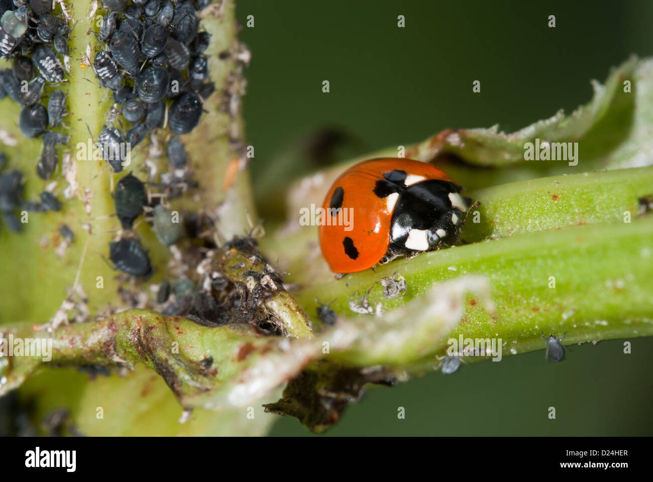 Blackfly and ladybird on the stem of a broad bean plant Stock Photo Alamy