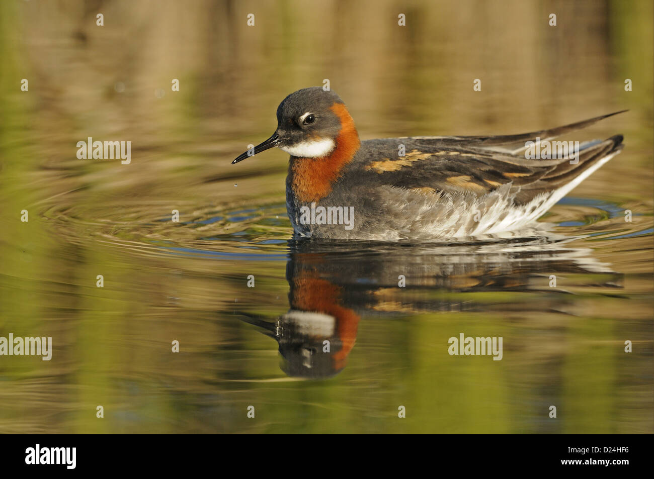 red-necked-phalarope-female-breeding-plumage-hi-res-stock-photography