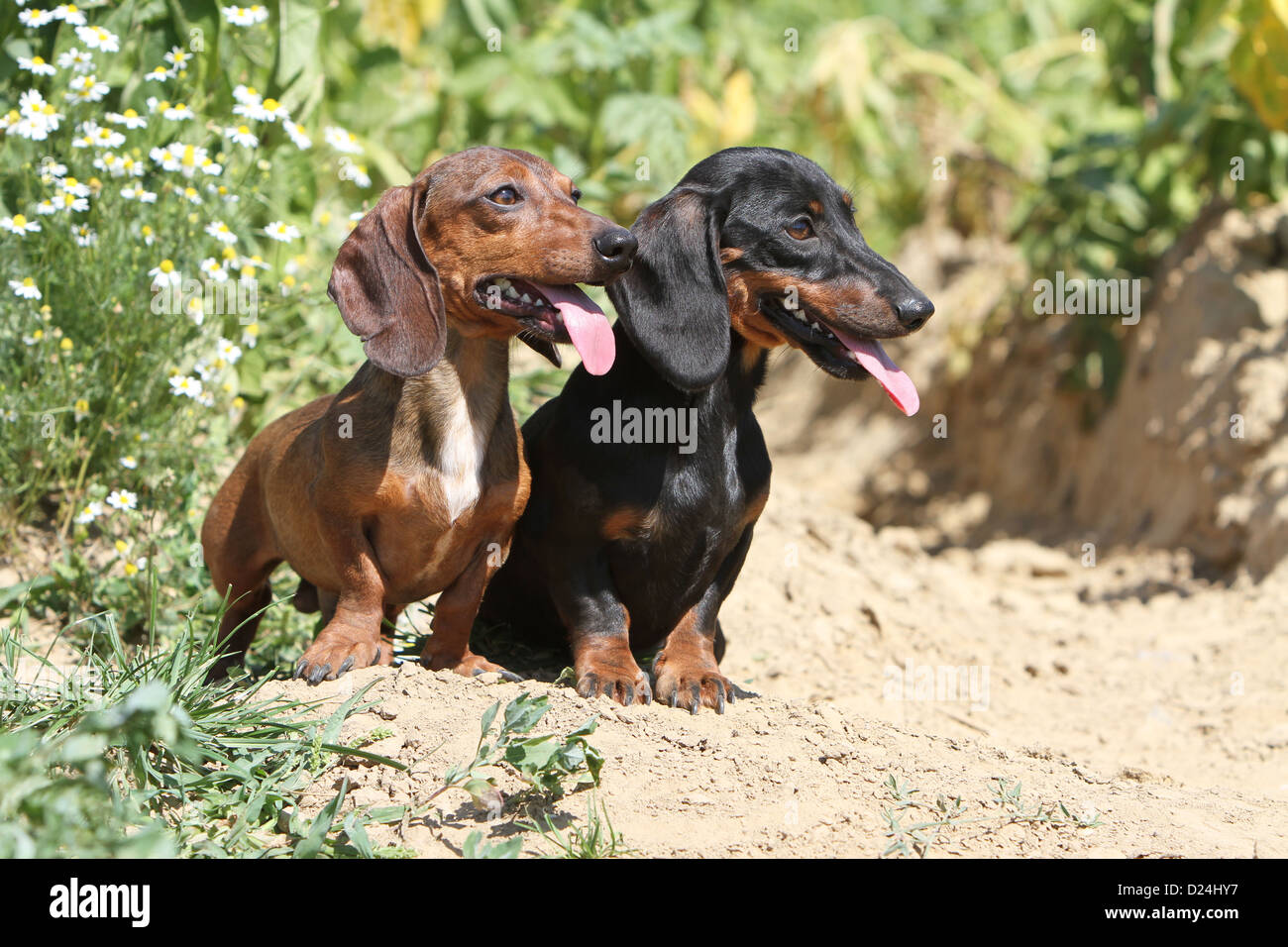 Black and hotsell red dachshund