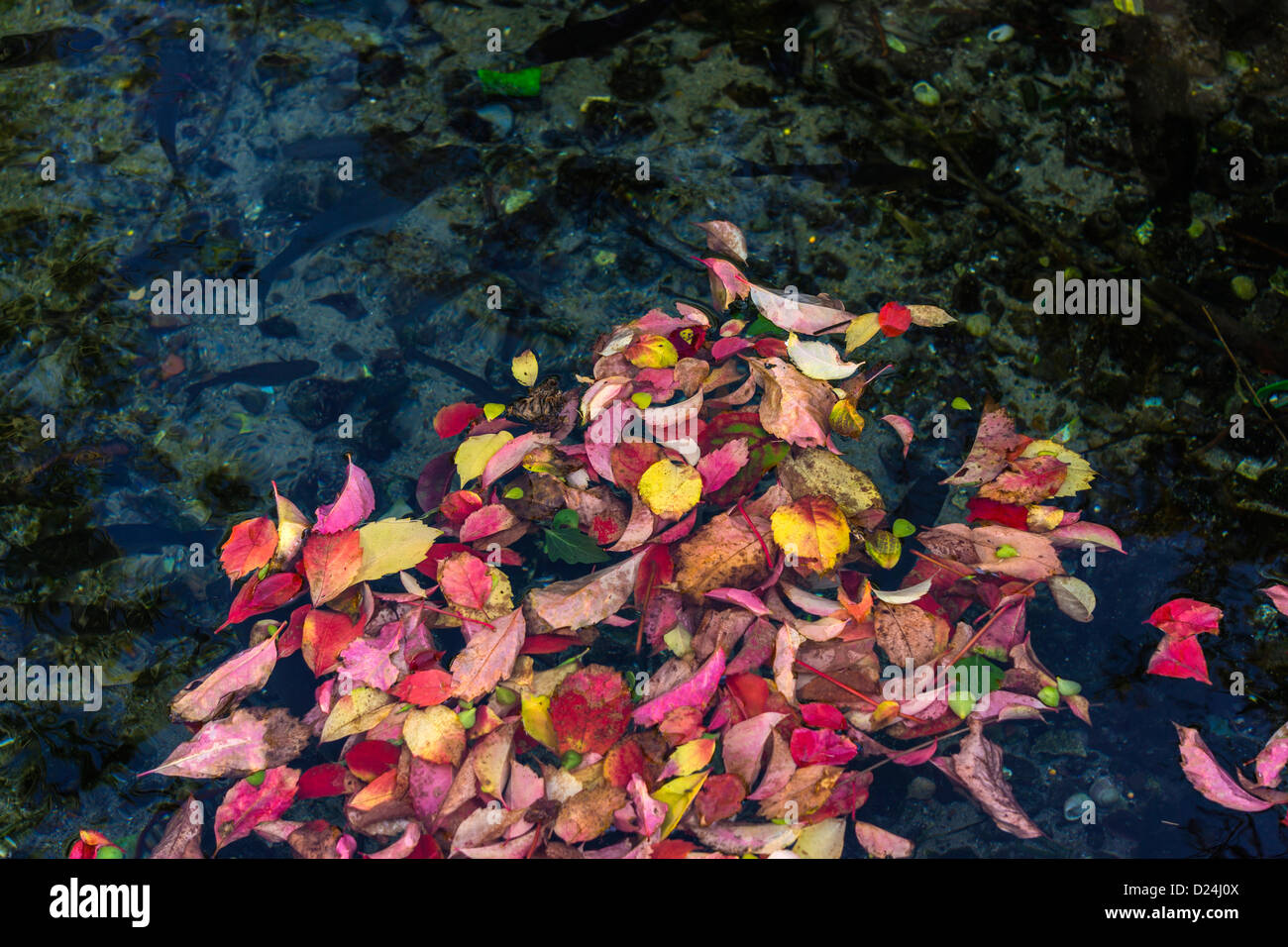 Leaves floating on water, autumn colours, fall colors, tints Stock Photo