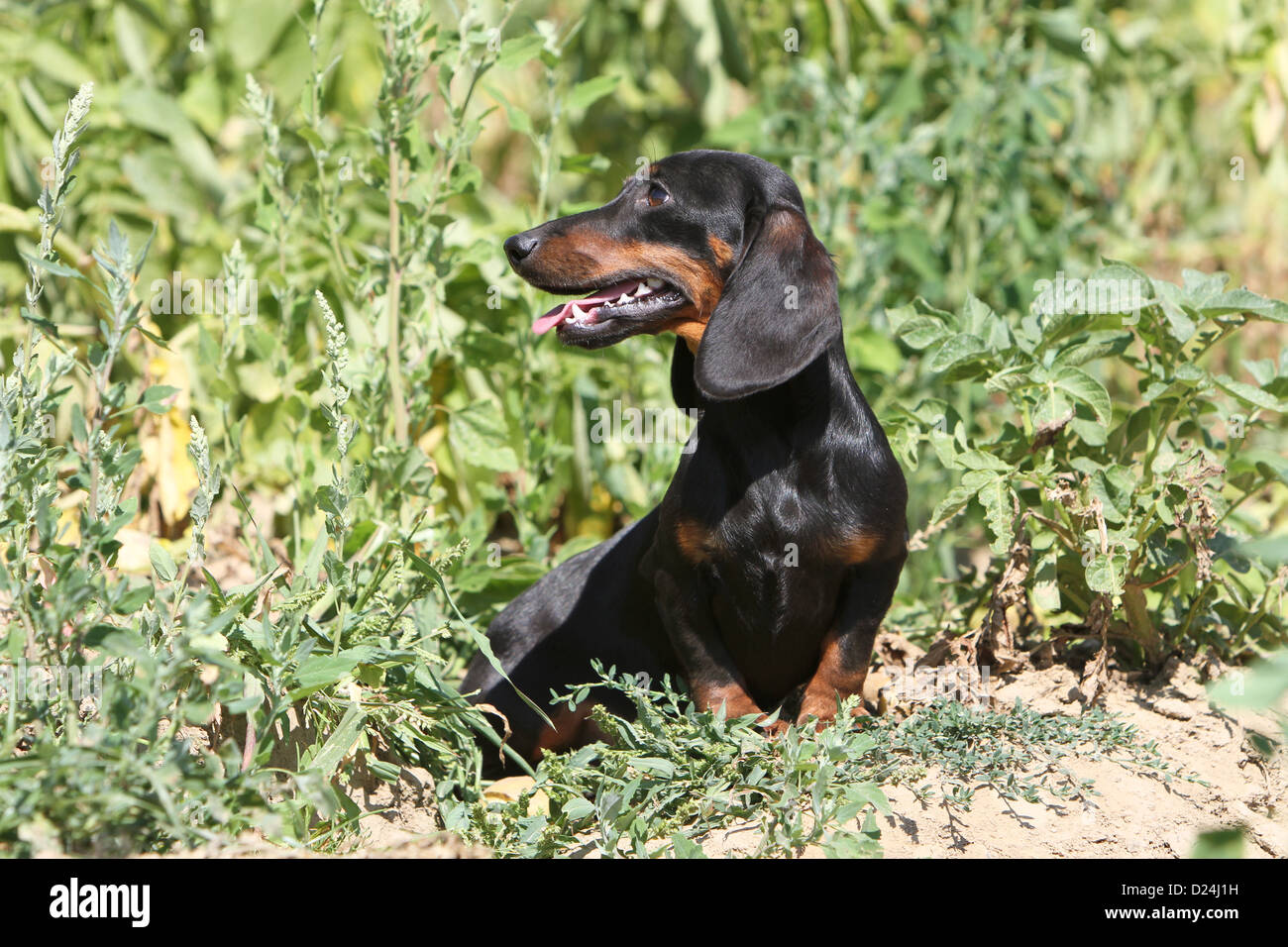 Dog Dachshund /  Dackel / Teckel  shorthaired adult (black and tan) sitting in a field Stock Photo