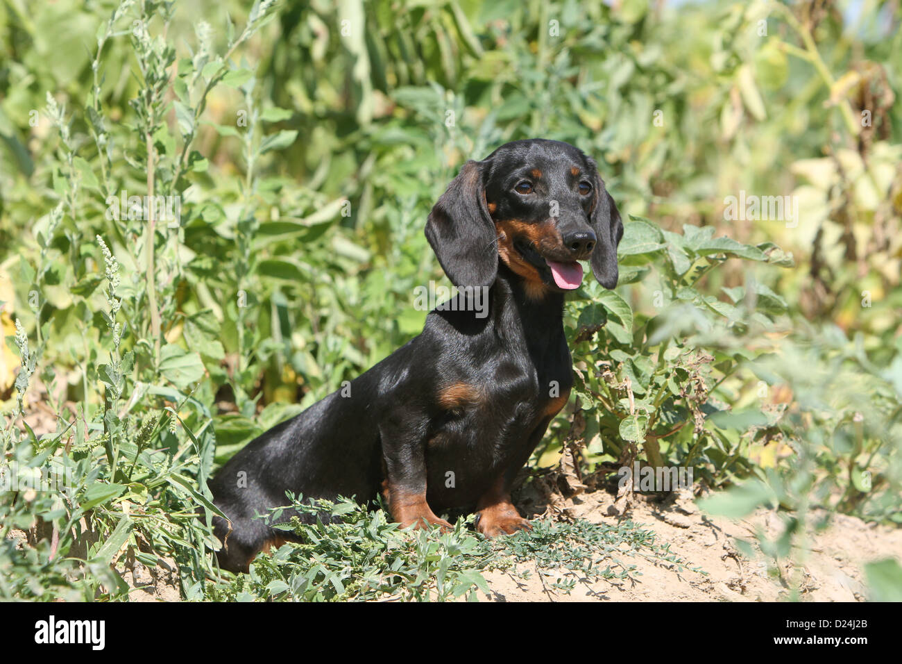 Dog Dachshund /  Dackel / Teckel  shorthaired adult (black and tan) sitting in a field Stock Photo