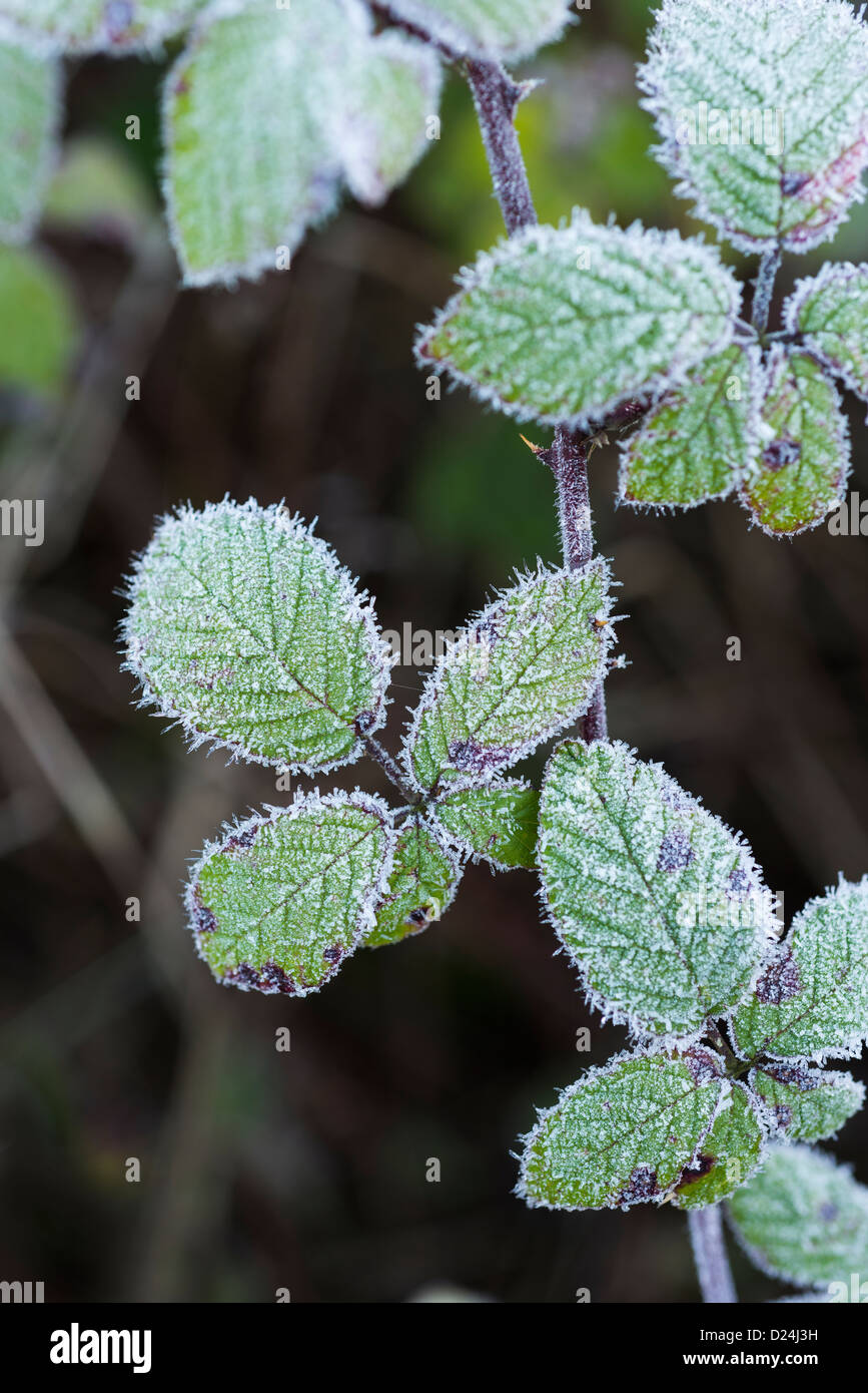 Wild Bramble, (Rubus fruticosa), leaves covered in rime frost, England, December Stock Photo