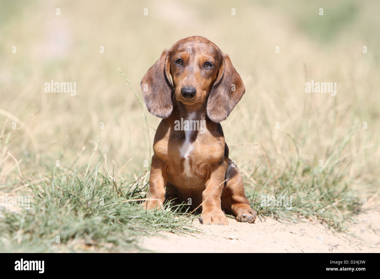 Dog Dachshund /  Dackel / Teckel  shorthaired puppy (Harlequin Merle brown) sitting on the ground Stock Photo