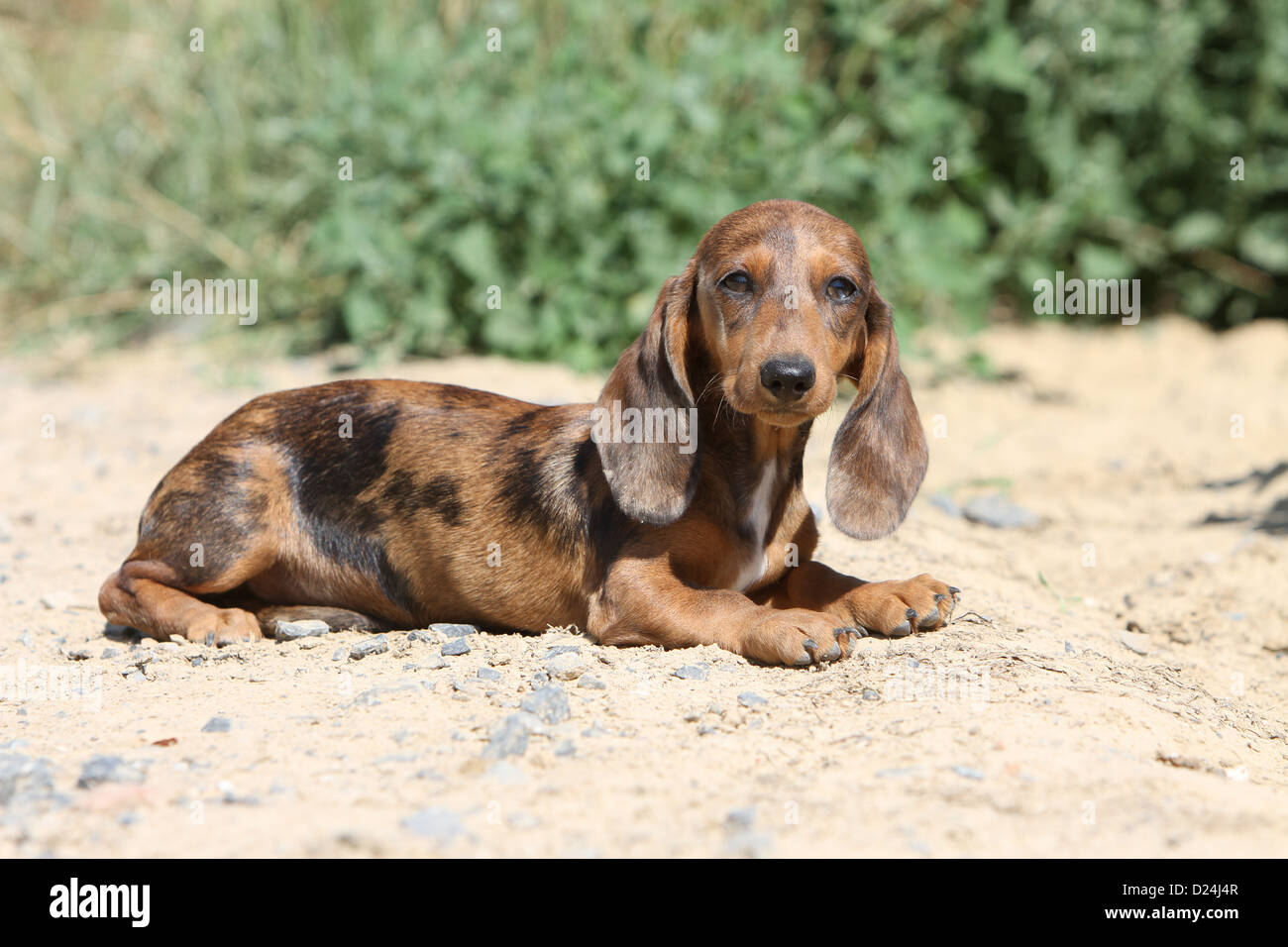 Dog Dachshund /  Dackel / Teckel  shorthaired puppy (Harlequin Merle brown) lying on the ground Stock Photo