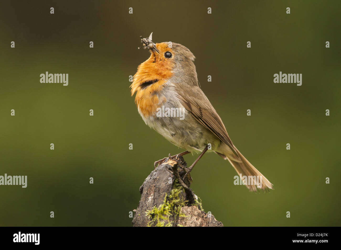 European Robin (Erithacus rubecula) adult, posturing with insects in ...
