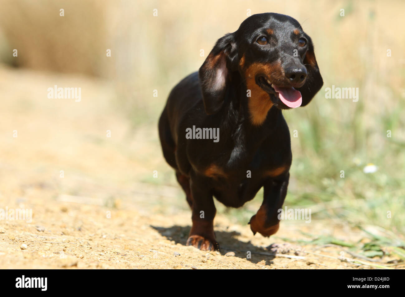Dog Dachshund /  Dackel / Teckel  shorthaired adult (black and tan) running Stock Photo