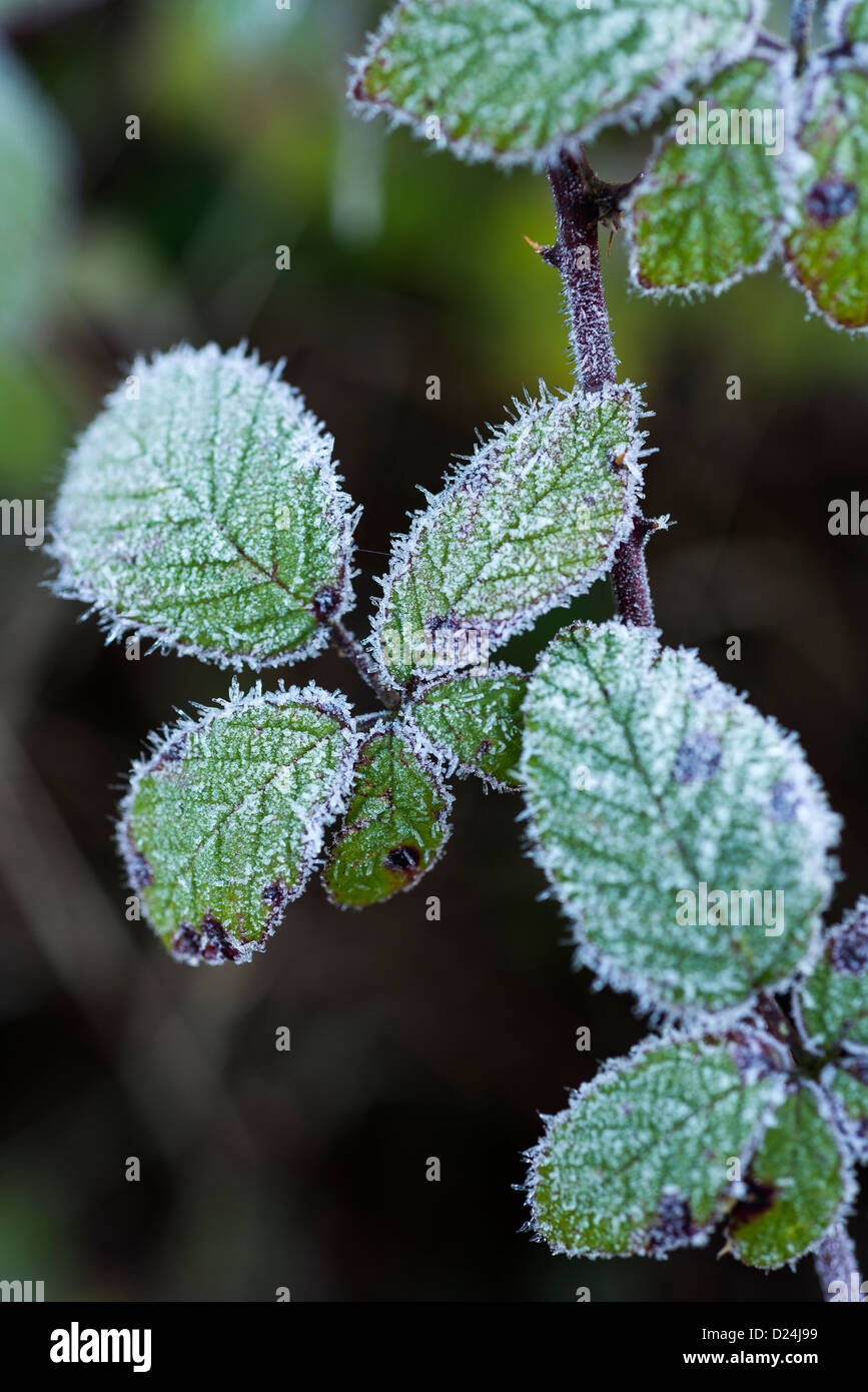 Wild Bramble, (Rubus fruticosa), leaves covered in rime frost, England, December Stock Photo