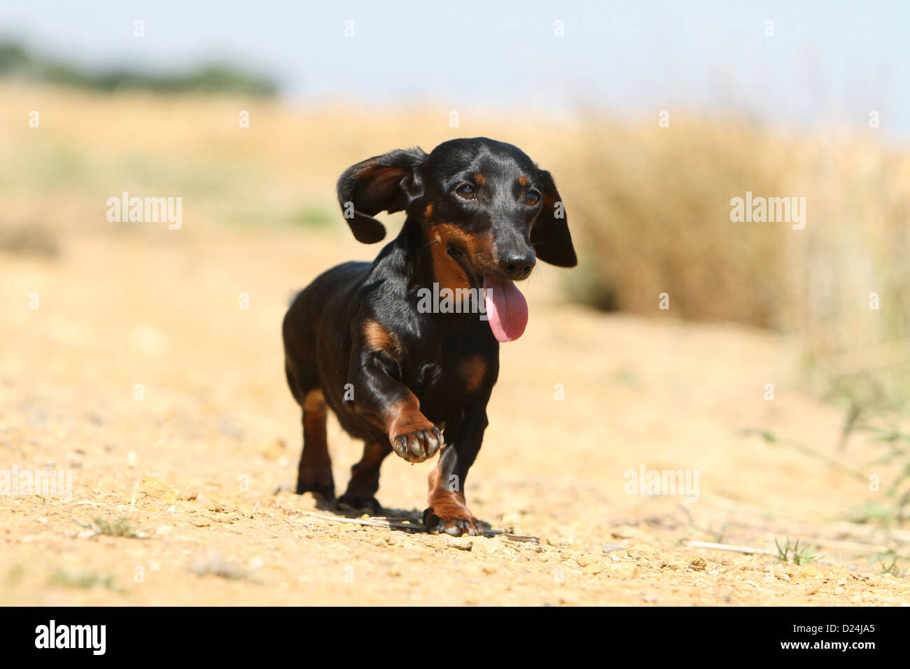 Dog Dachshund /  Dackel / Teckel  shorthaired adult (black and tan) running Stock Photo