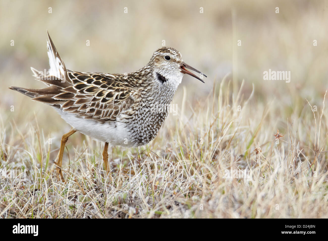 calidris melanotos Bildagentur | mauritius images main image 0
