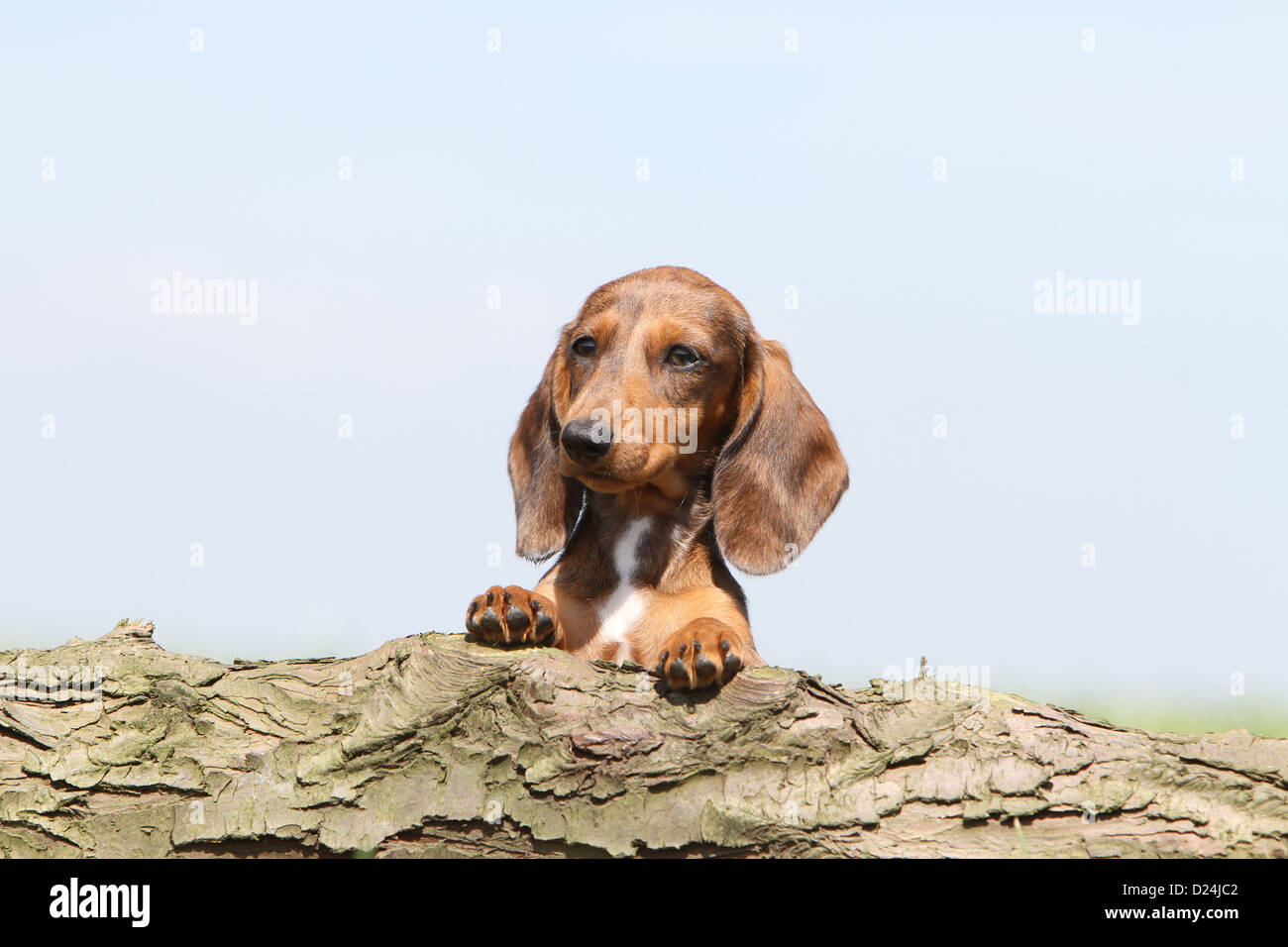 Dog Dachshund /  Dackel / Teckel  shorthaired puppy (Harlequin Merle brown) portrait Stock Photo