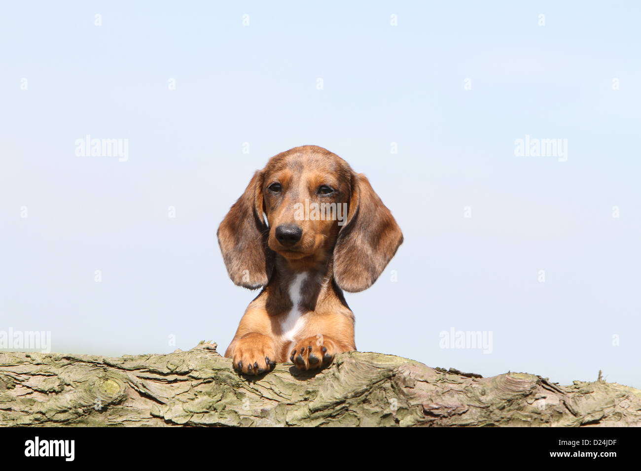 Dog Dachshund /  Dackel / Teckel  shorthaired puppy (Harlequin Merle brown) portrait Stock Photo