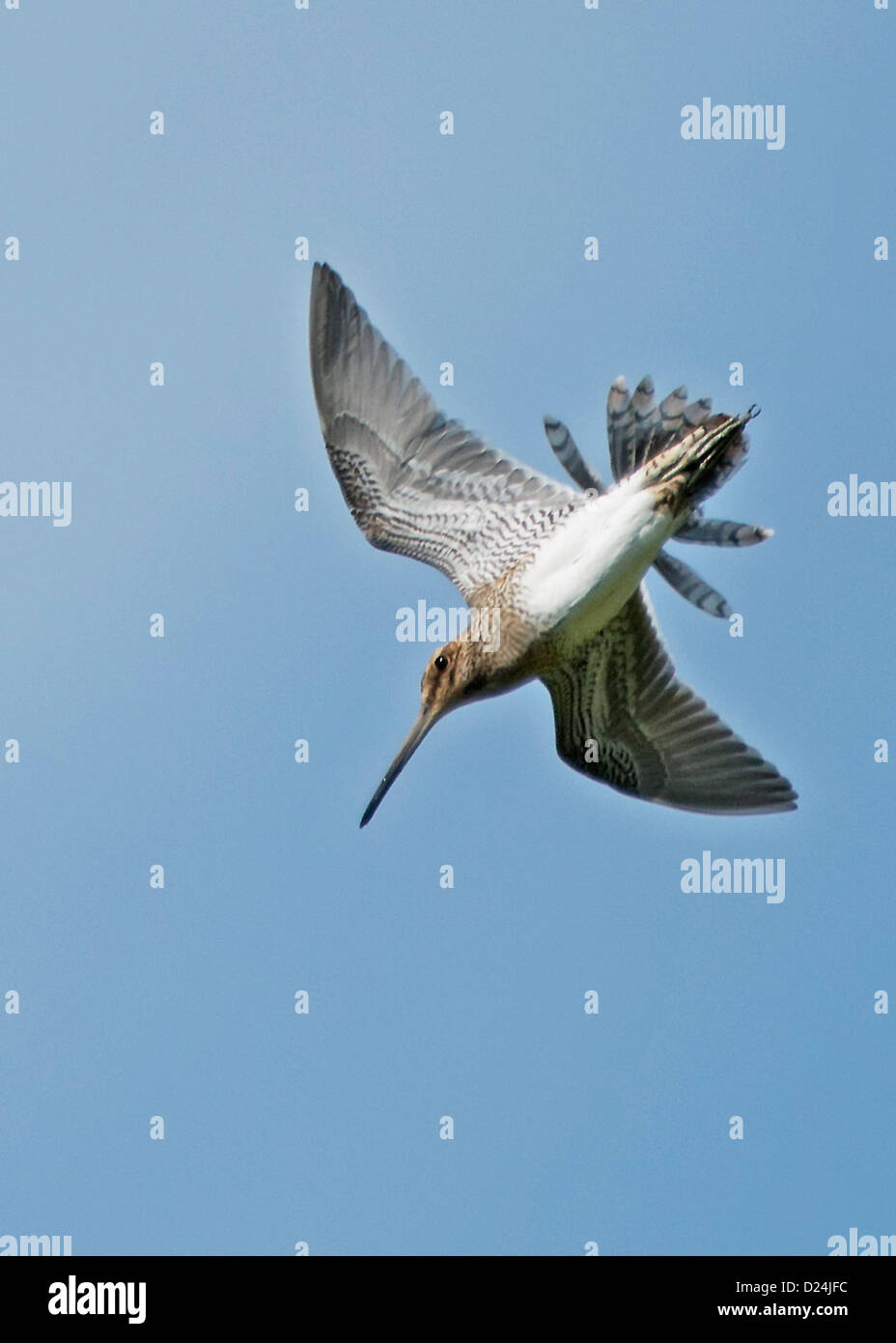 Common Snipe Gallinago gallinago adult in 'drumming' display flight
