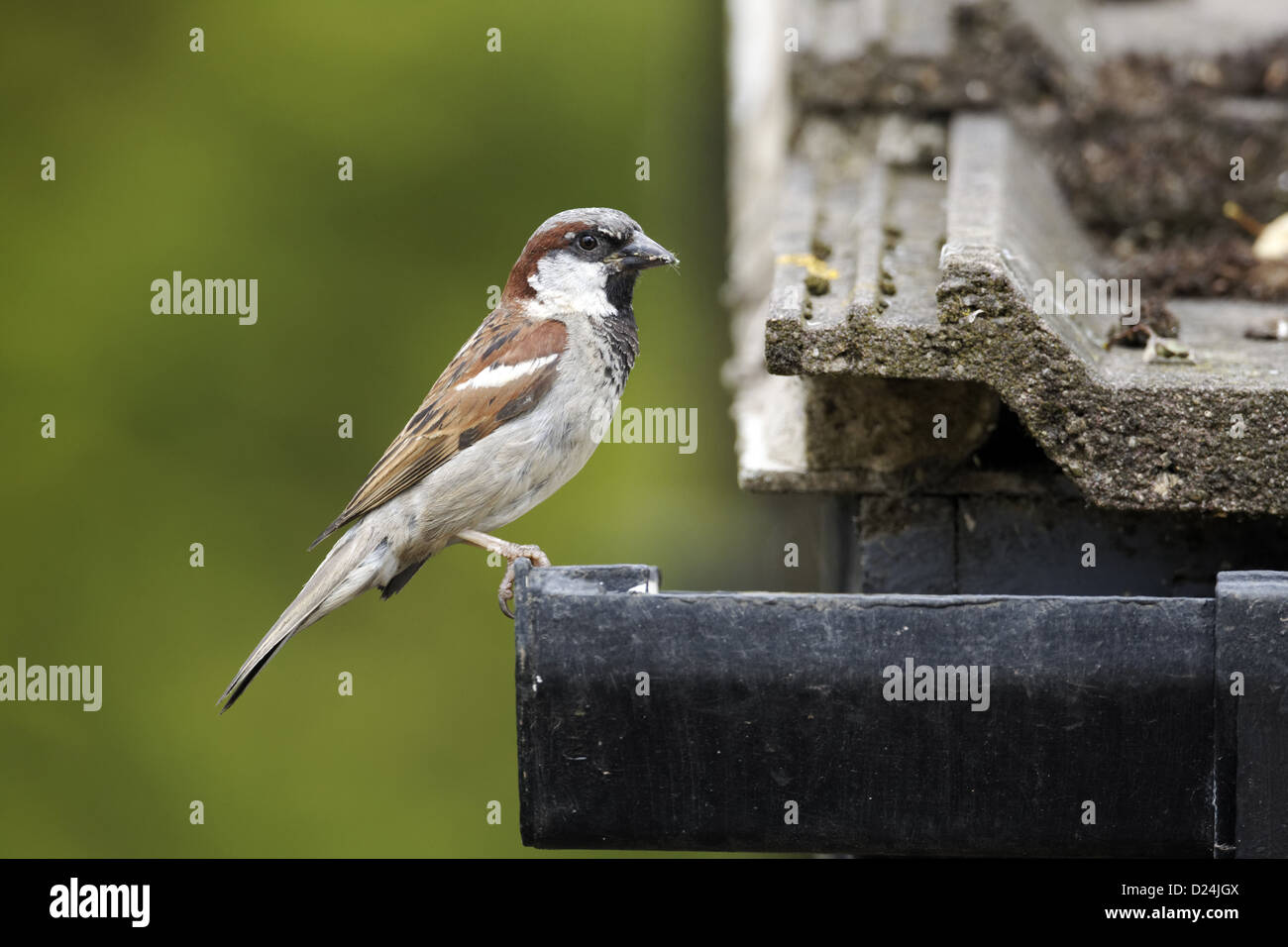 House Sparrow (Passer domesticus) adult male with food in beak perched on guttering tiled roof Staffordshire England August Stock Photo