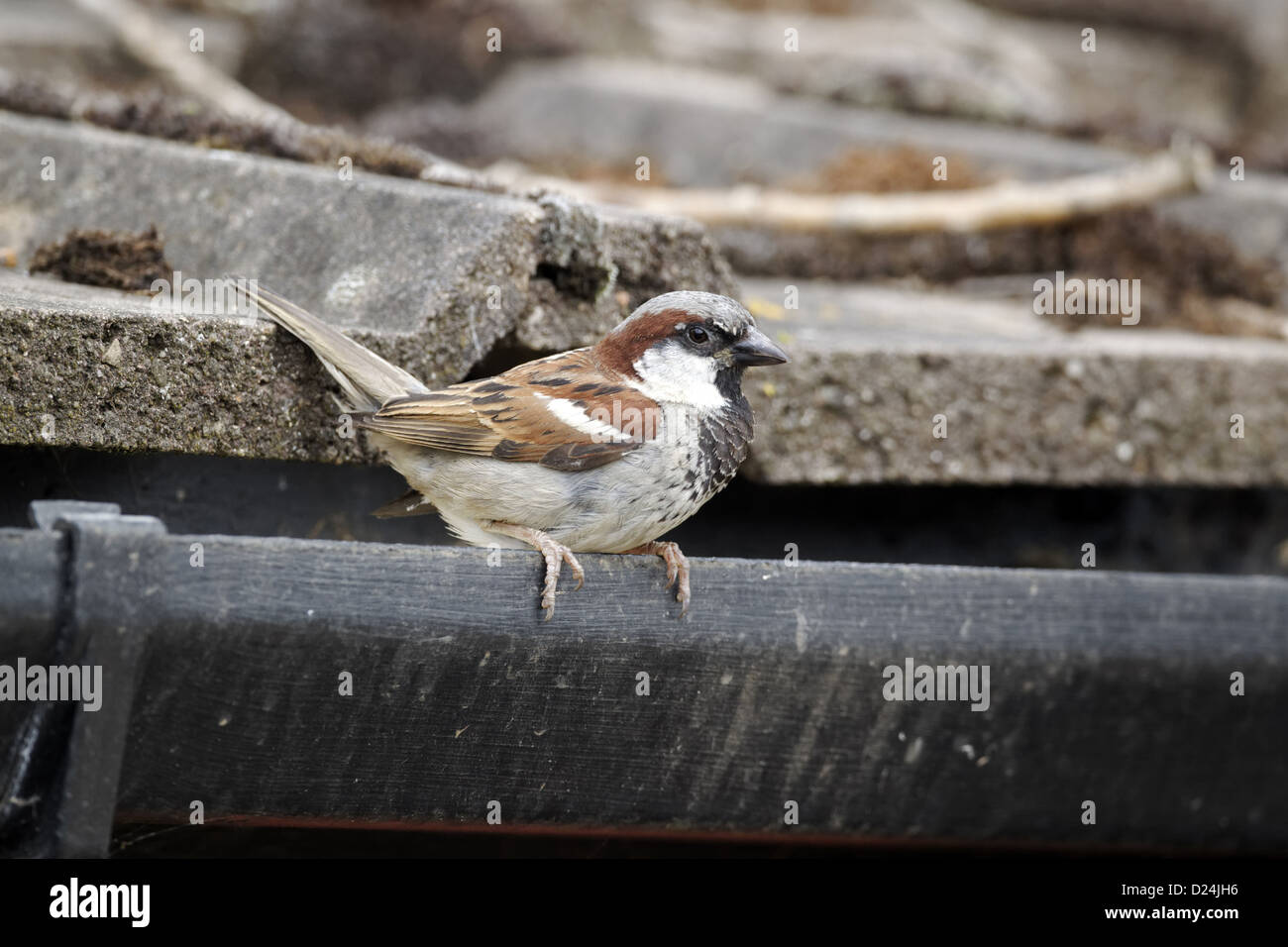 House Sparrow (Passer domesticus) adult male, perched on guttering of tiled roof, Staffordshire, England, August Stock Photo