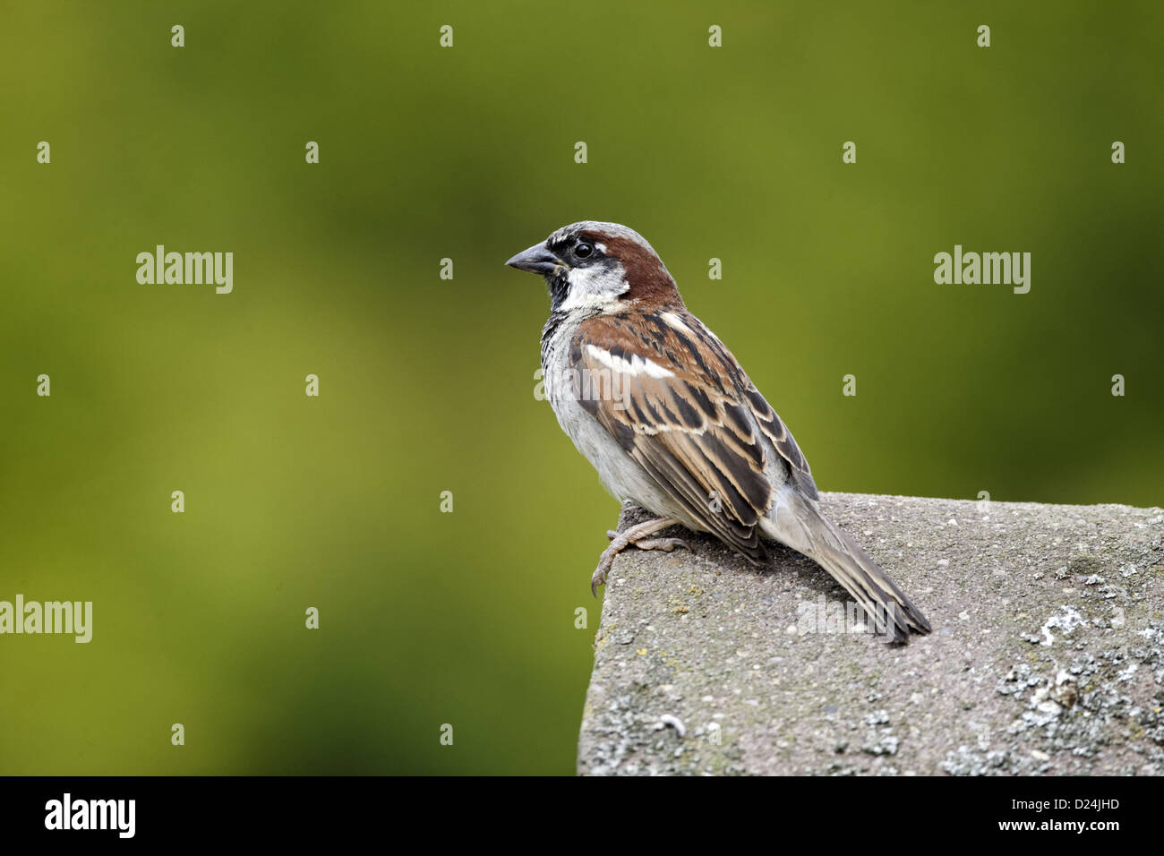 House Sparrow (Passer domesticus) adult male, standing on tiled roof, Staffordshire, England, August Stock Photo