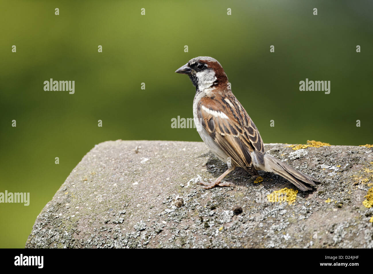 House Sparrow (Passer domesticus) adult male, standing on tiled roof, Staffordshire, England, August Stock Photo