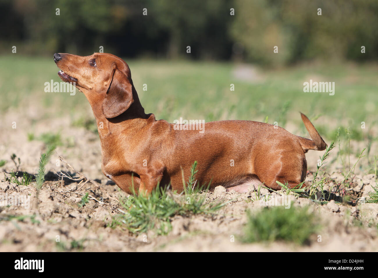 Dog Dachshund /  Dackel / Teckel  shorthaired adult red standing in a meadow Stock Photo