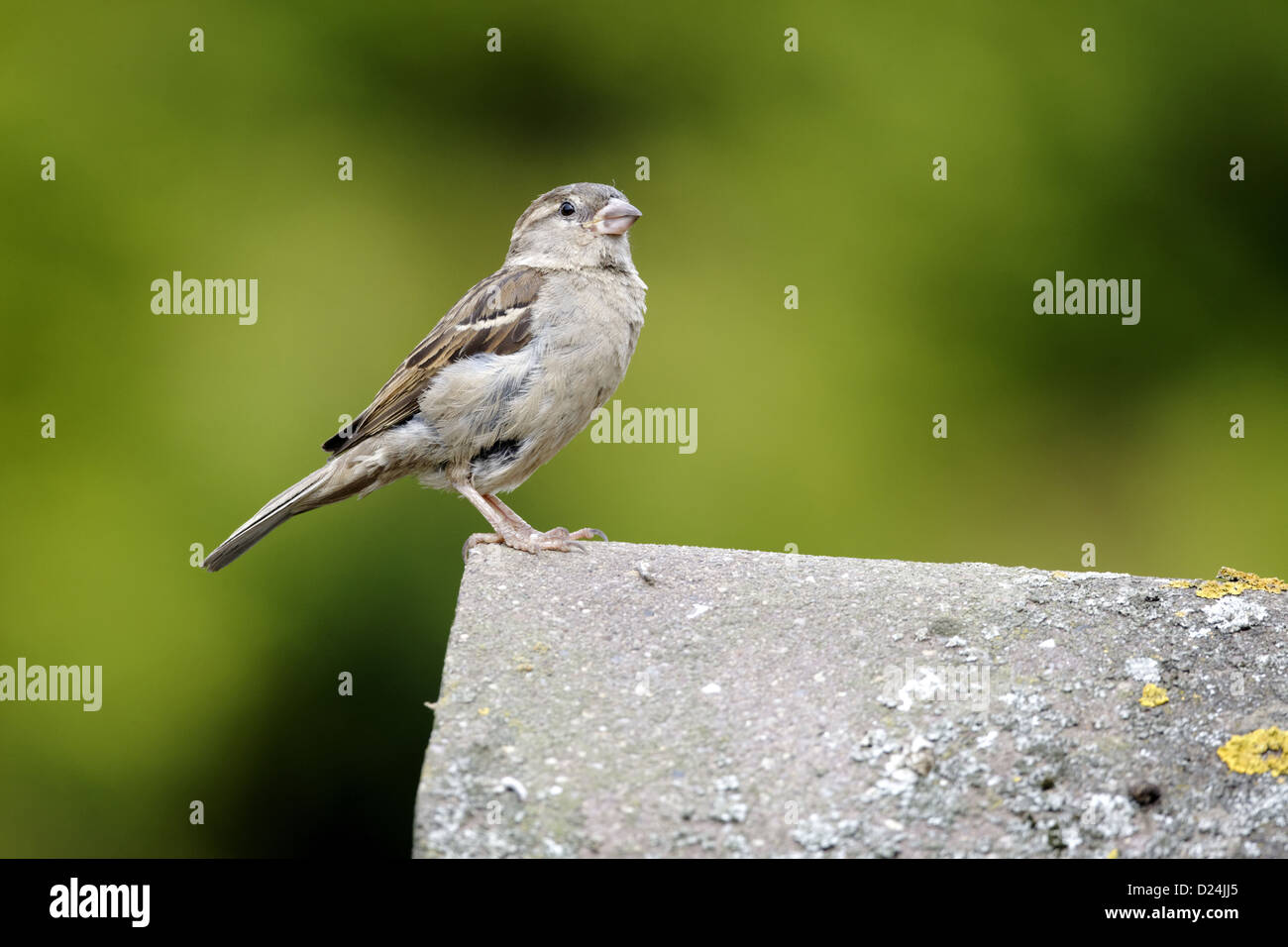 House Sparrow (Passer domesticus) adult female, standing on tiled roof, Staffordshire, England, August Stock Photo