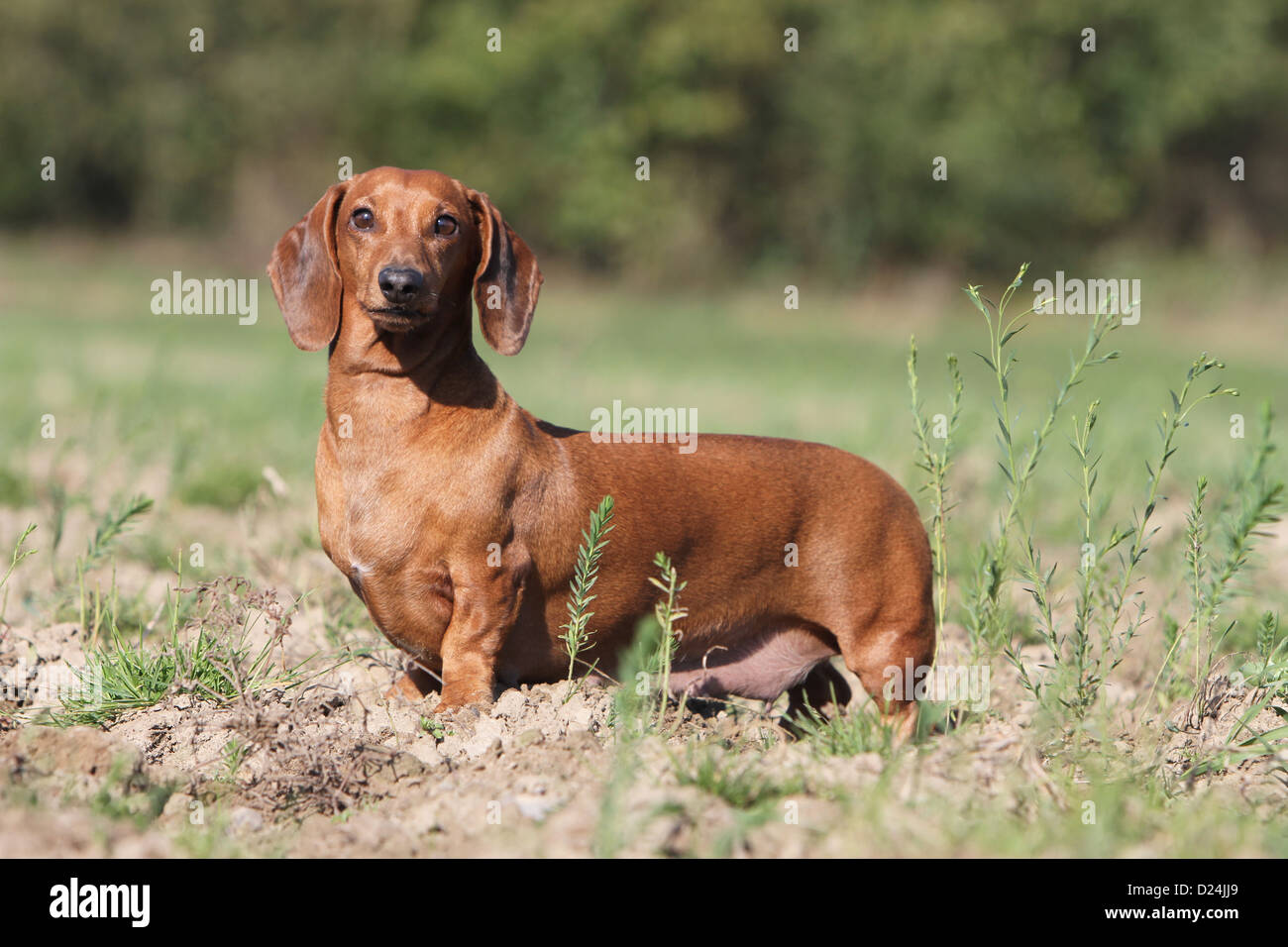 Dog Dachshund / Dackel / Teckel shorthaired adult red standing in a field  Stock Photo - Alamy