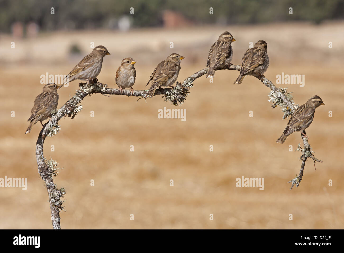 Rock Sparrow (Petronia petronia) seven juveniles, perched on lichen covered twig, Northern Spain, july Stock Photo