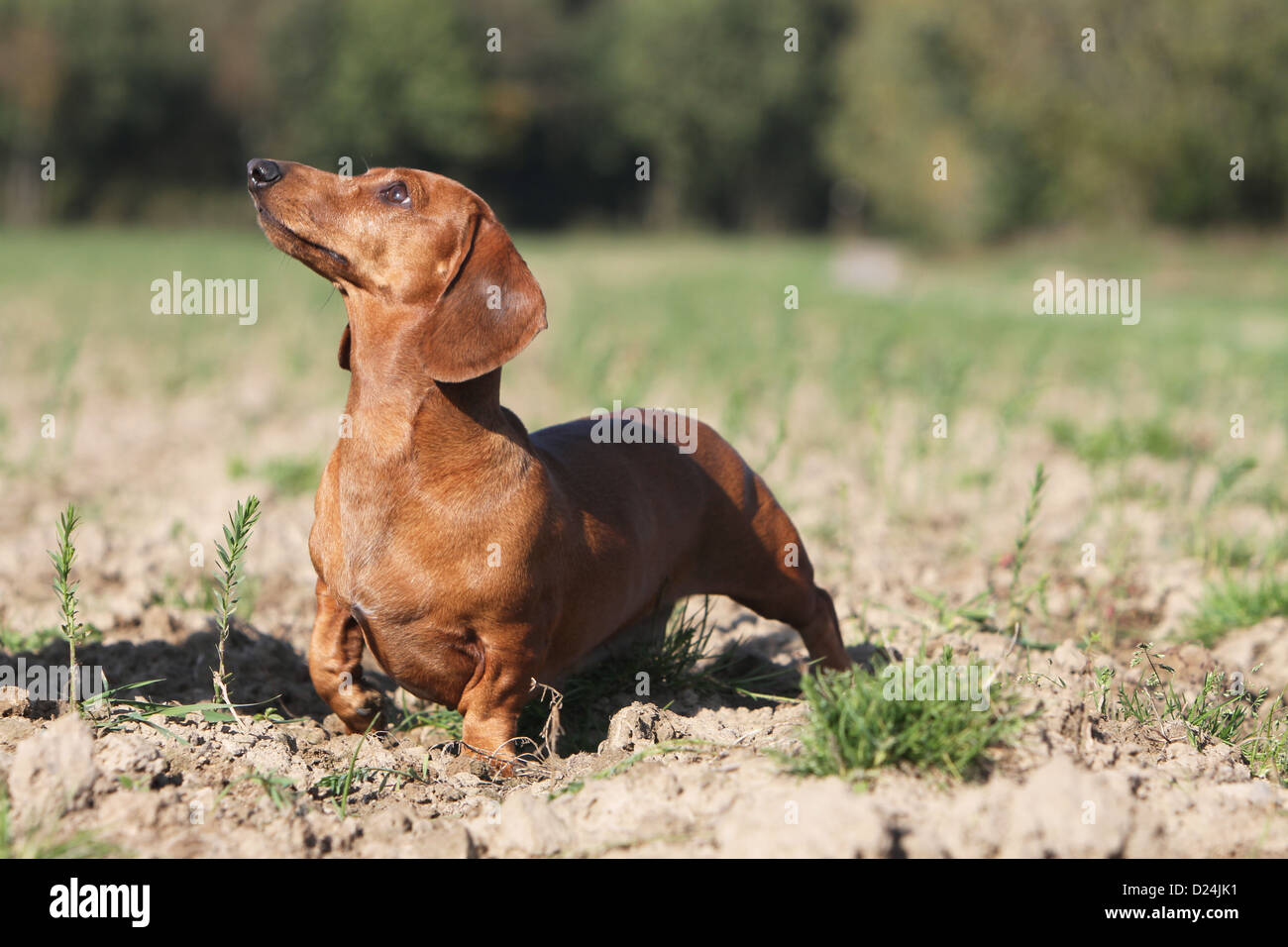 Dog Dachshund /  Dackel / Teckel  shorthaired adult red standing in a field Stock Photo