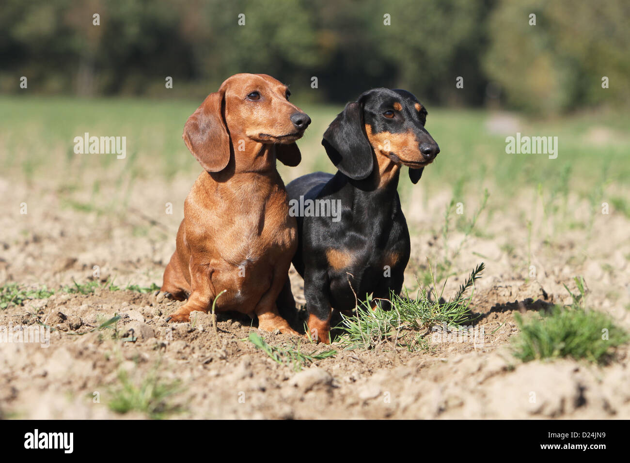 Dog Dachshund / Dackel / Teckel shorthaired two adults different colors ...