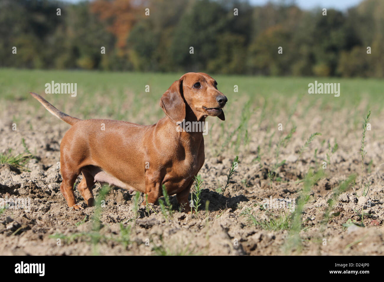 Dog Dachshund /  Dackel / Teckel  shorthaired adult red standing in a field Stock Photo