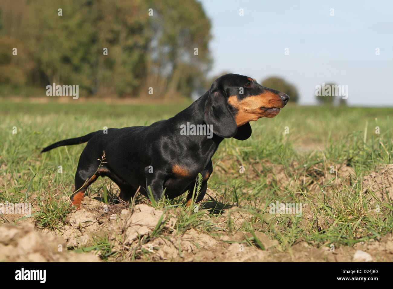 Dog Dachshund /  Dackel / Teckel  shorthaired adult (black and tan) standing in a meadow Stock Photo