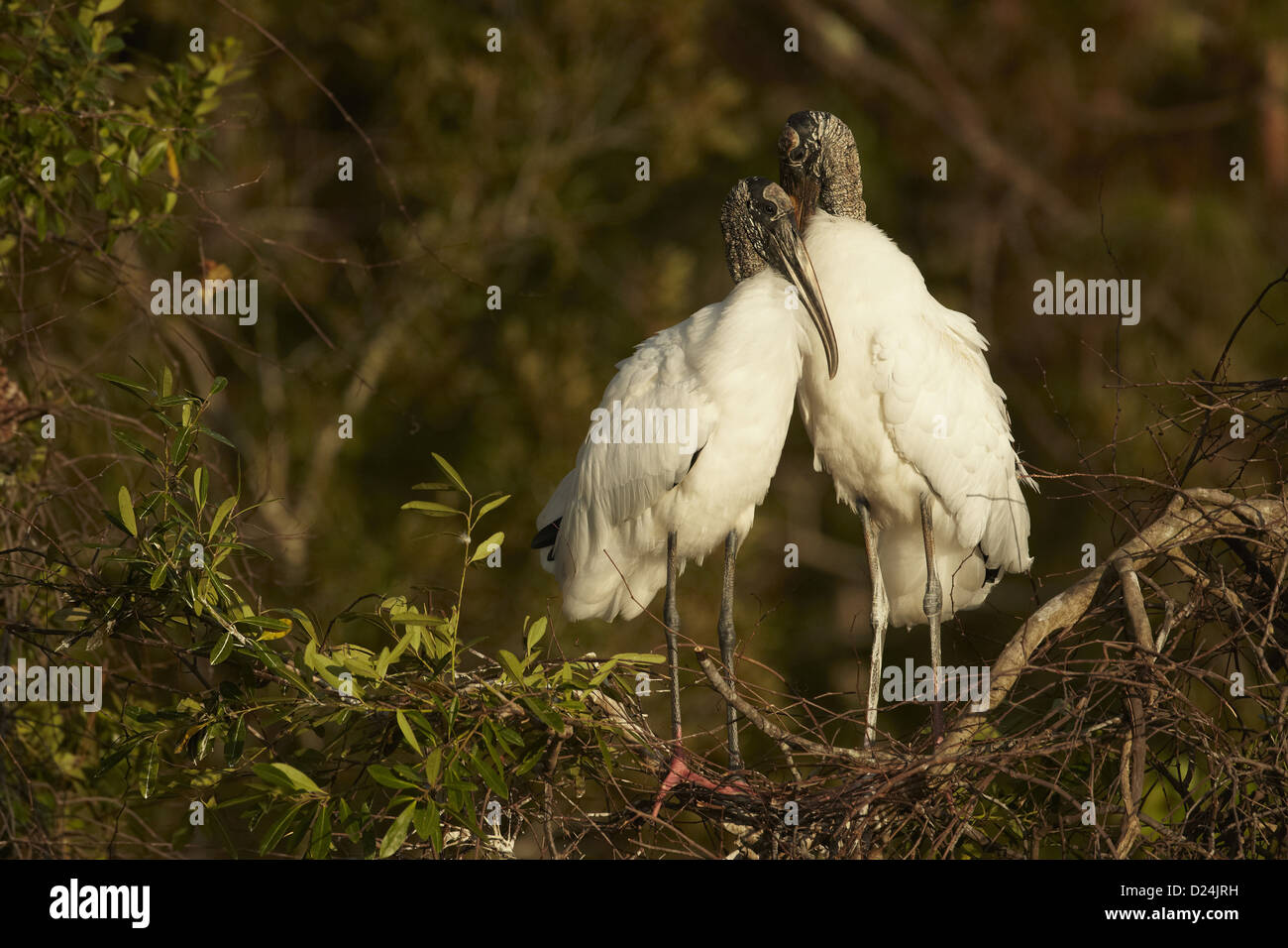 Wood Stork (Mycteria americana) adult pair, bonding behaviour at nestsite in mangrove treetops, Florida, U.S.A., February Stock Photo