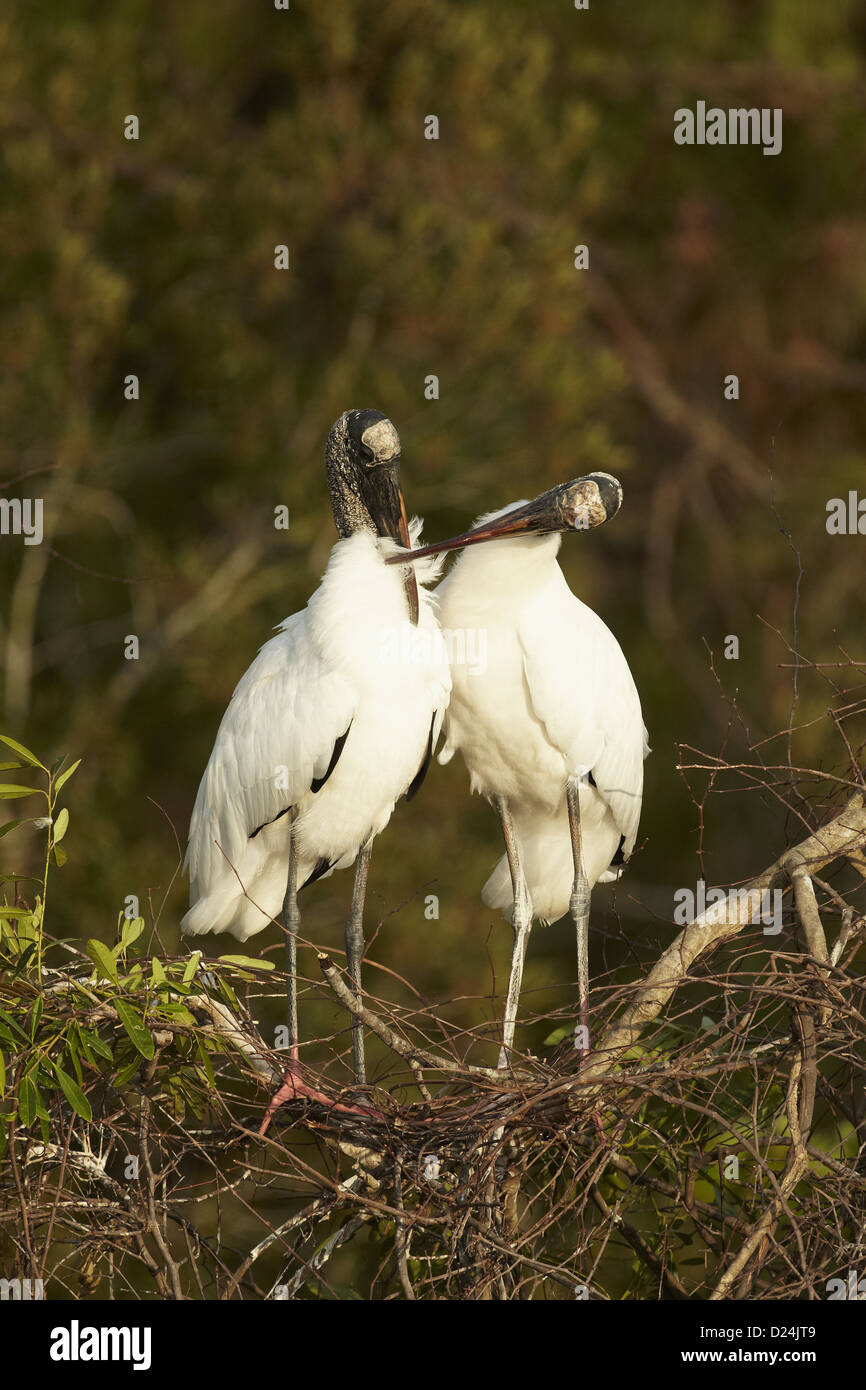 Wood Stork Mycteria americana adult pair mutual preening bonding ...