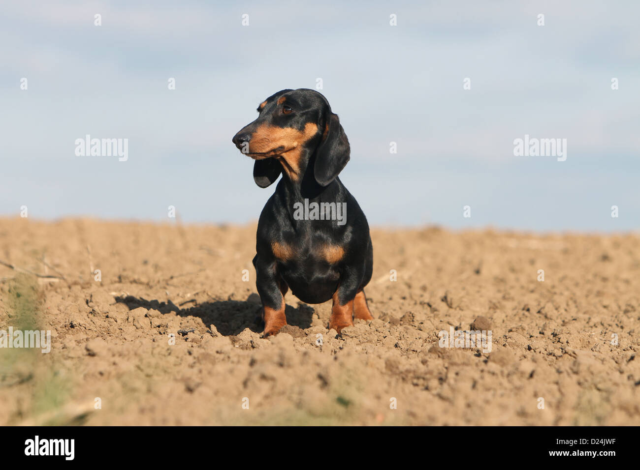 Dog Dachshund /  Dackel / Teckel  shorthaired adult (black and tan) standing in a field Stock Photo