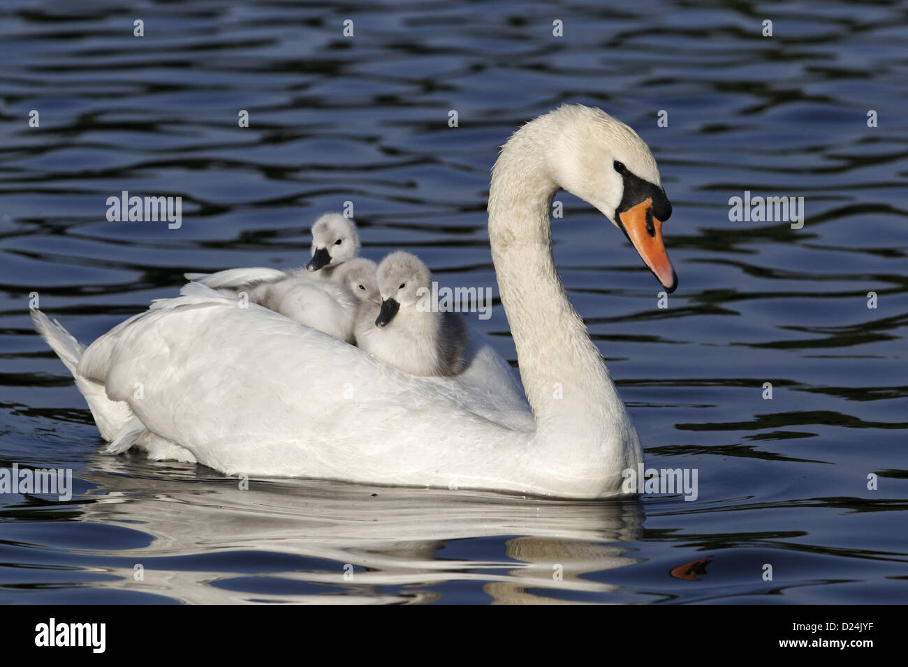 Mute Swan (Cygnus olor) adult female, carrying on back