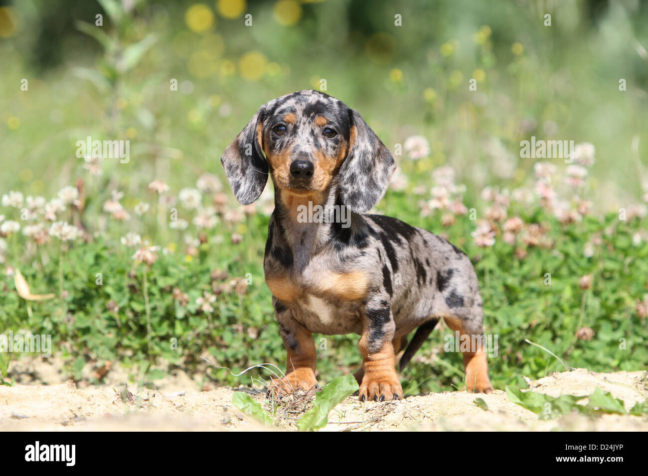 Dog Dachshund / Dackel / Teckel shorthaired puppy (Harlequin Merle)  standing in a meadow Stock Photo - Alamy