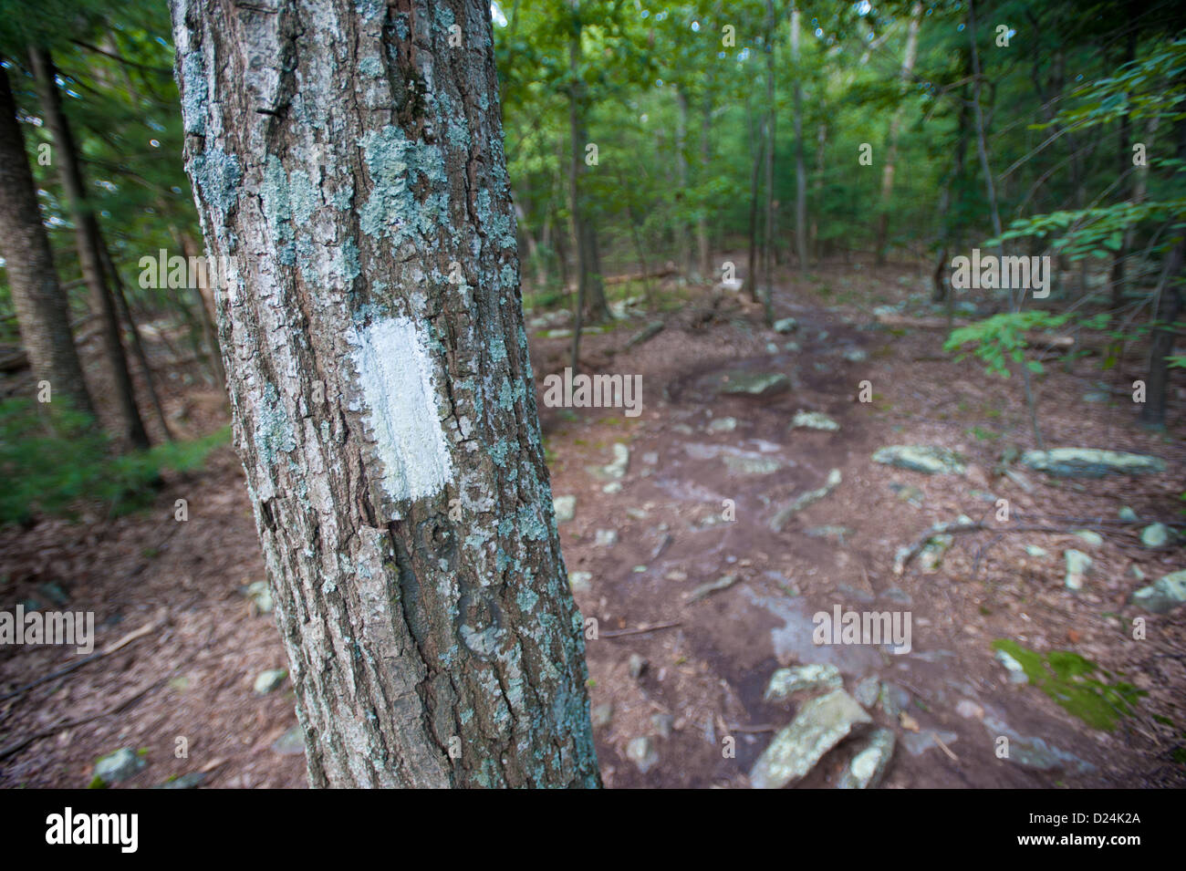Appalachian trail white tree marker, Pen Mar near Maryland Mason Dixon Line Stock Photo