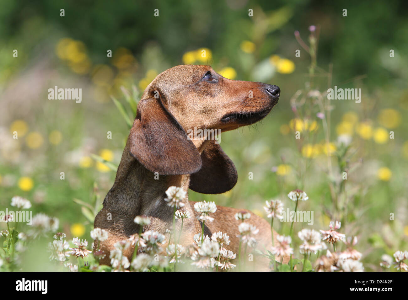 Dog Dachshund /  Dackel / Teckel  shorthaired adult red standing in a meadow Stock Photo