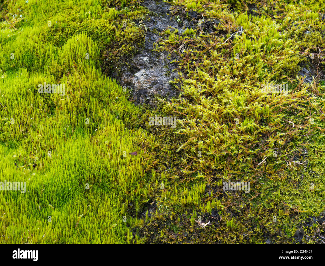 Mosses on rock in an arctic climate at Nusfjord, Lofoten, northern Norway Stock Photo
