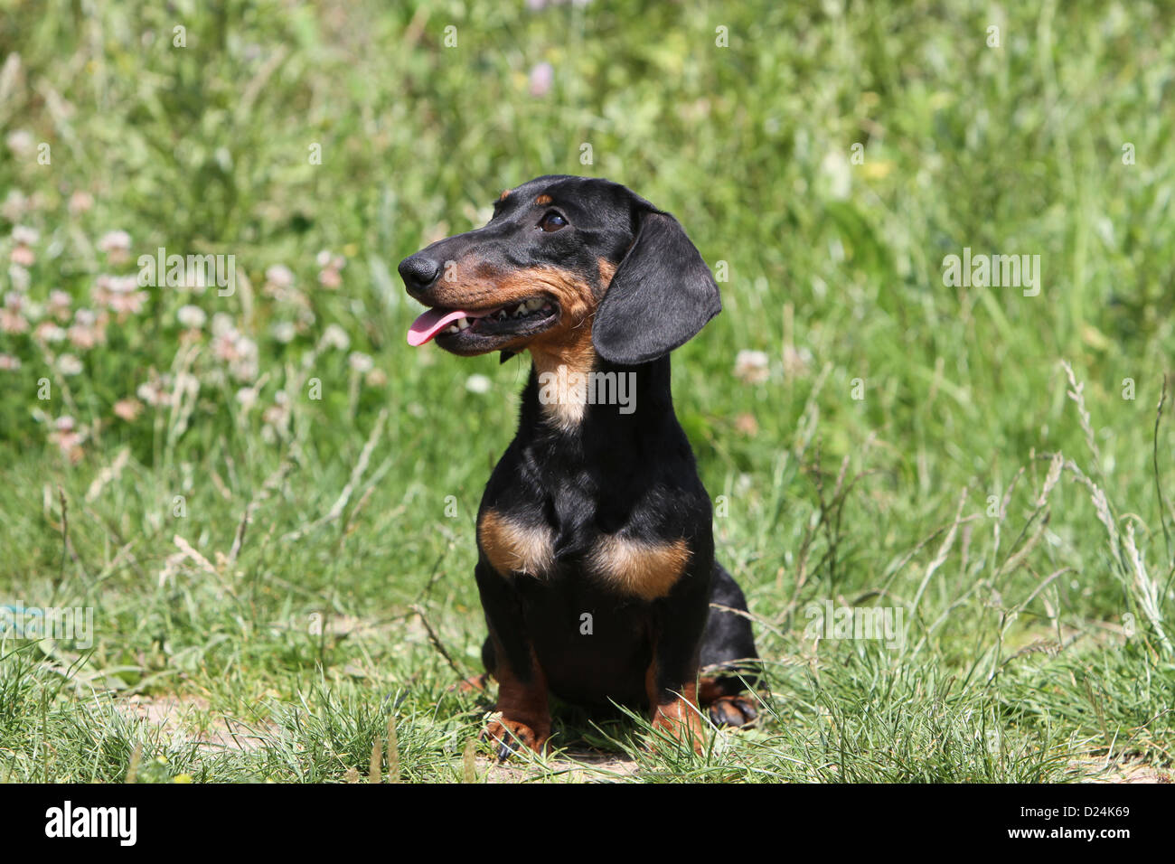 Dog Dachshund /  Dackel / Teckel  shorthaired adult (black and tan) sitting in a meadow Stock Photo